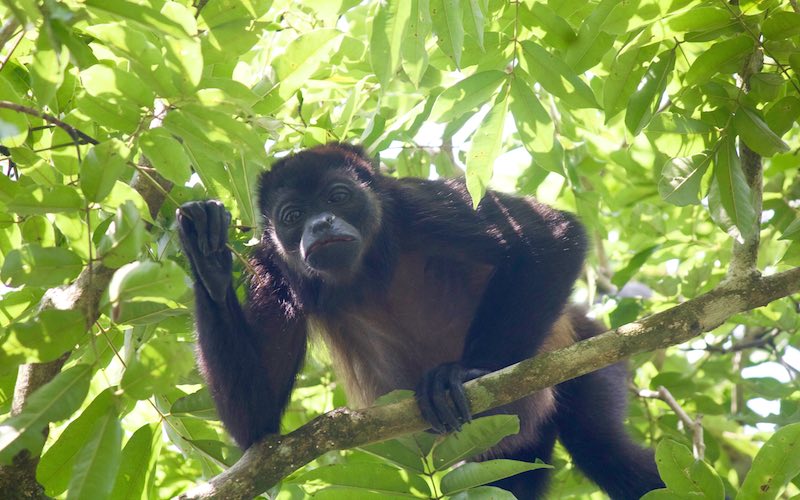 Sierpe Congo Monkey